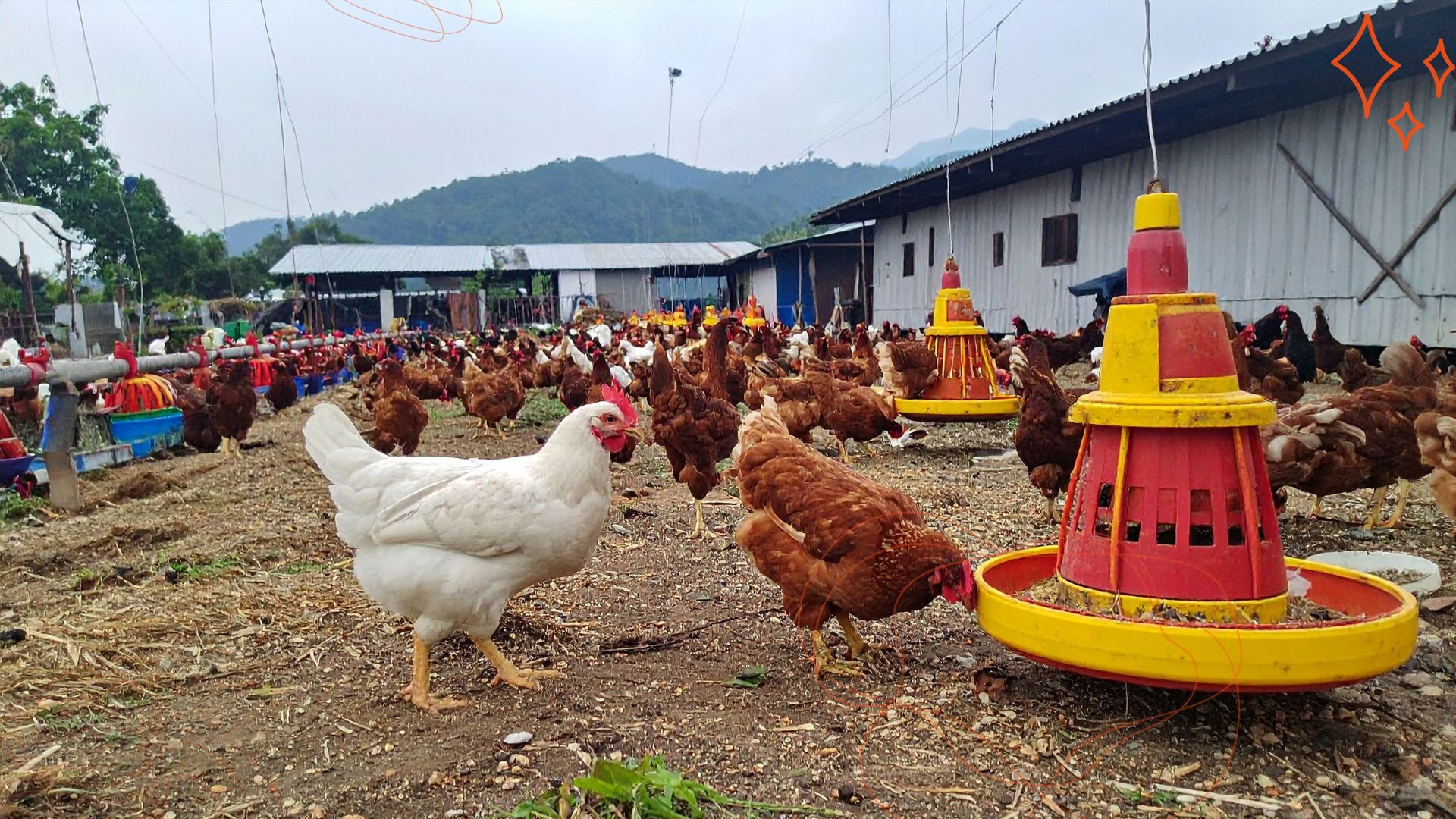 TYCO FARMS - Ultra Modern Poultry Processing Facility